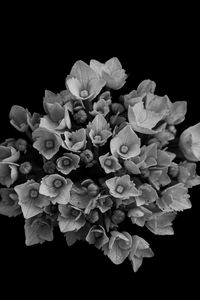 Preview wallpaper flowers, bouquet, petals, bw, black background