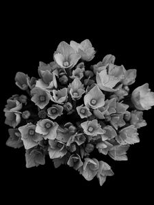 Preview wallpaper flowers, bouquet, petals, bw, black background