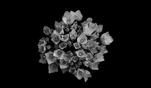 Preview wallpaper flowers, bouquet, petals, bw, black background