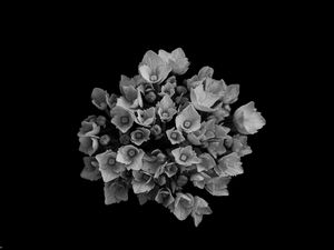 Preview wallpaper flowers, bouquet, petals, bw, black background