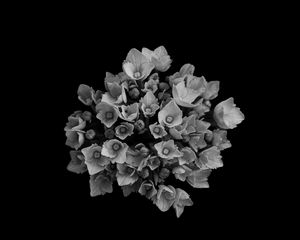 Preview wallpaper flowers, bouquet, petals, bw, black background