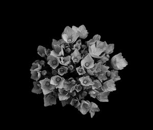 Preview wallpaper flowers, bouquet, petals, bw, black background