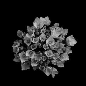 Preview wallpaper flowers, bouquet, petals, bw, black background