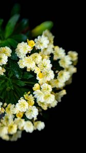 Preview wallpaper flowers, bouquet, petals, leaves, yellow