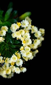 Preview wallpaper flowers, bouquet, petals, leaves, yellow