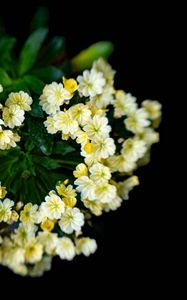 Preview wallpaper flowers, bouquet, petals, leaves, yellow
