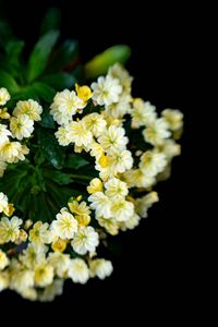 Preview wallpaper flowers, bouquet, petals, leaves, yellow
