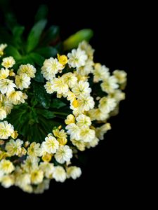 Preview wallpaper flowers, bouquet, petals, leaves, yellow