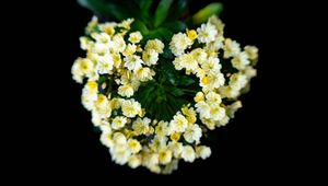 Preview wallpaper flowers, bouquet, petals, leaves, yellow