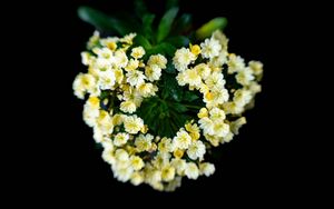 Preview wallpaper flowers, bouquet, petals, leaves, yellow