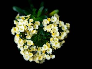 Preview wallpaper flowers, bouquet, petals, leaves, yellow