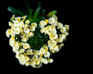 Preview wallpaper flowers, bouquet, petals, leaves, yellow