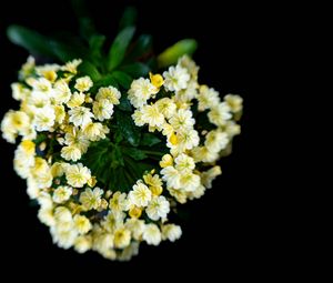 Preview wallpaper flowers, bouquet, petals, leaves, yellow