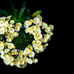 Preview wallpaper flowers, bouquet, petals, leaves, yellow