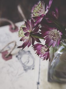 Preview wallpaper flowers, bouquet, petals, composition