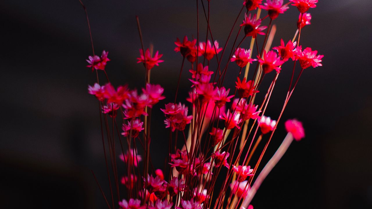 Wallpaper flowers, bouquet, vase, pink