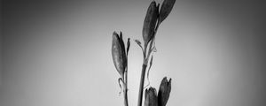 Preview wallpaper flowers, bouquet, vase, black and white