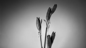 Preview wallpaper flowers, bouquet, vase, black and white