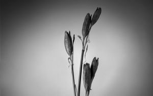 Preview wallpaper flowers, bouquet, vase, black and white