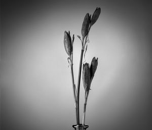 Preview wallpaper flowers, bouquet, vase, black and white