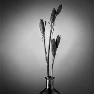 Preview wallpaper flowers, bouquet, vase, black and white