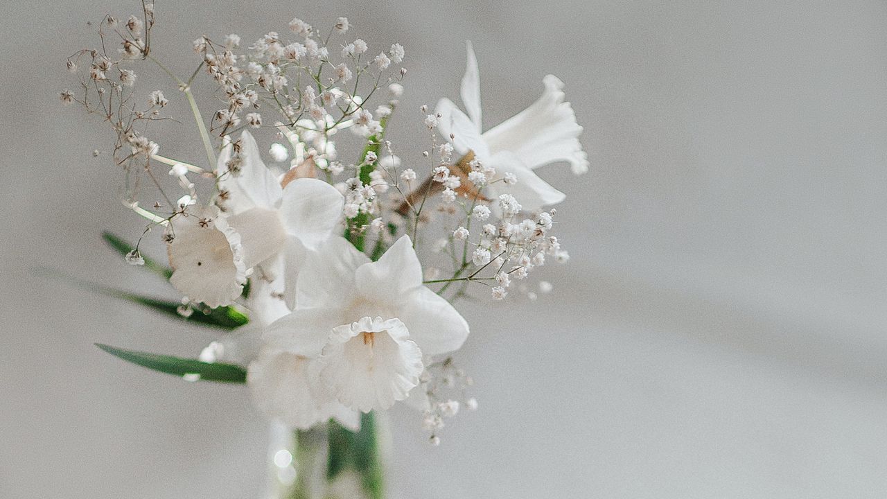 Wallpaper flowers, bouquet, white, light