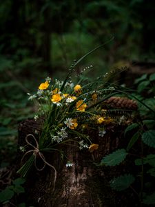 Preview wallpaper flowers, bouquet, wildflowers, forest