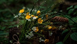 Preview wallpaper flowers, bouquet, wildflowers, forest