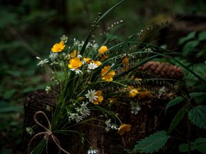 Preview wallpaper flowers, bouquet, wildflowers, forest