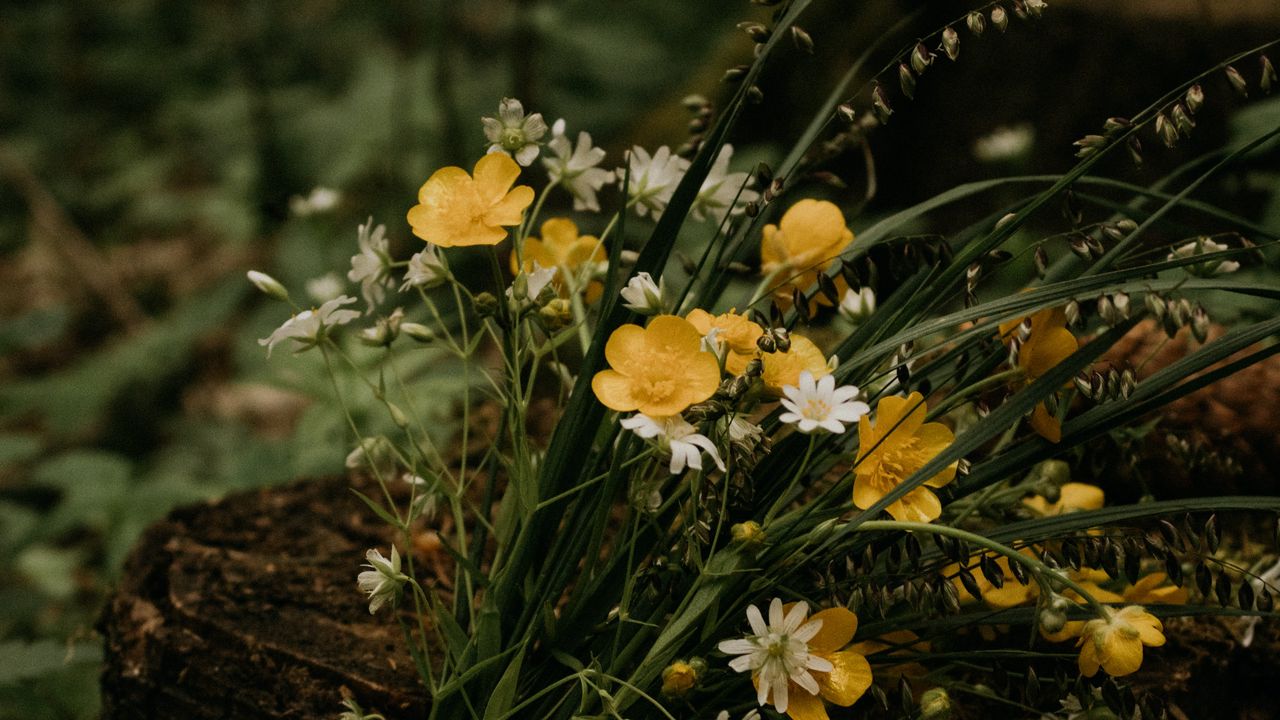 Wallpaper flowers, bouquet, wildflowers, forest, stump