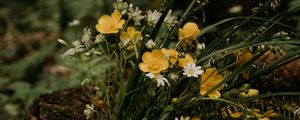 Preview wallpaper flowers, bouquet, wildflowers, forest, stump