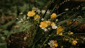 Preview wallpaper flowers, bouquet, wildflowers, forest, stump