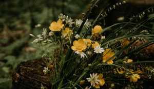 Preview wallpaper flowers, bouquet, wildflowers, forest, stump