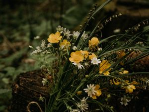 Preview wallpaper flowers, bouquet, wildflowers, forest, stump