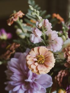 Preview wallpaper flowers, bouquet, zinnia, blur
