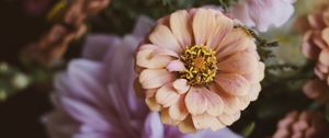 Preview wallpaper flowers, bouquet, zinnia, blur