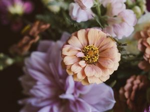 Preview wallpaper flowers, bouquet, zinnia, blur