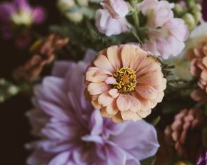 Preview wallpaper flowers, bouquet, zinnia, blur