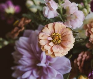 Preview wallpaper flowers, bouquet, zinnia, blur