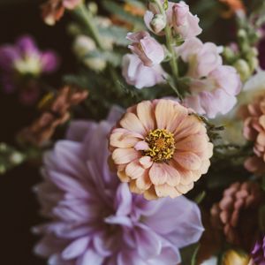 Preview wallpaper flowers, bouquet, zinnia, blur