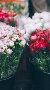 Preview wallpaper flowers, bouquets, blur
