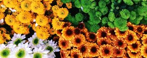 Preview wallpaper flowers, bouquets, composition, colorful