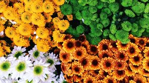 Preview wallpaper flowers, bouquets, composition, colorful