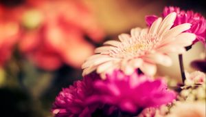 Preview wallpaper flowers, bouquets, flashing, multicolored