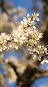 Preview wallpaper flowers, branch, apple tree, nature