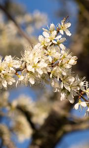 Preview wallpaper flowers, branch, apple tree, nature