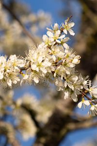 Preview wallpaper flowers, branch, apple tree, nature