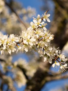 Preview wallpaper flowers, branch, apple tree, nature