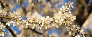 Preview wallpaper flowers, branch, apple tree, nature