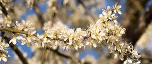 Preview wallpaper flowers, branch, apple tree, nature